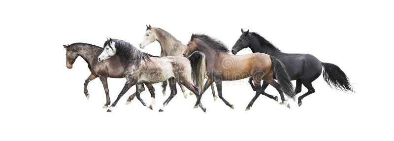 Herd of horses running , isolated on white stock photos Herd of horses running , isolated on white stock photos