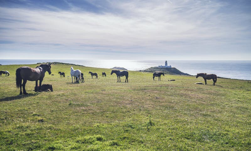 Herd of Horses at Scenic Coastal Pasture