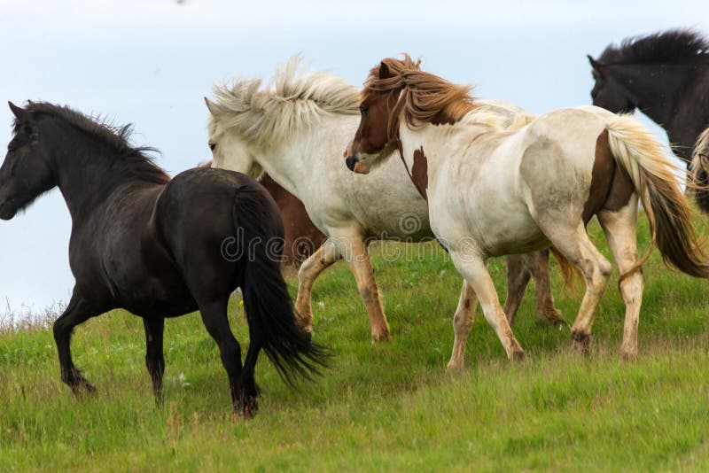 A Herd of Icelandic Horses in a Pasture in Iceland. Stock Photo Image of eating, foal 114396422