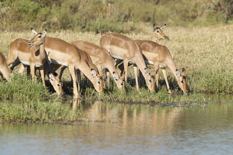 Herd of Impala drinking, South Africa royalty free stock image