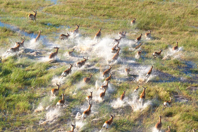 Herd of impalas stock images
