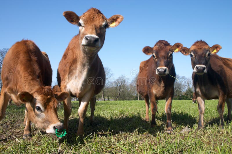 Herd of jersey cows