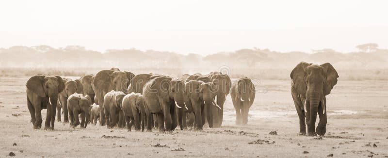 Herd of wild elephants in Amboseli National Park, Kemya.
