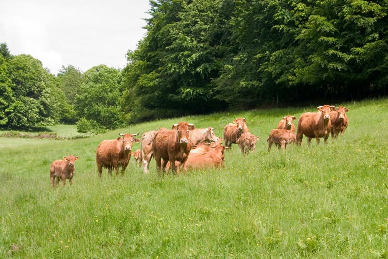 Herd of limousin cow stock photo. Image of farm, forest 5363526