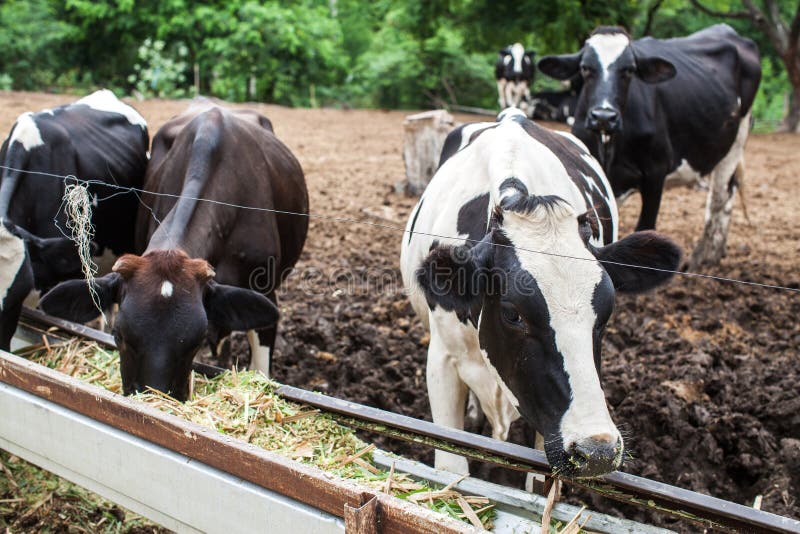 200 Milk Cow Cattle Farm Food Industry Thailand Stock Photos - Free & Royalty-Free Stock Photos from Dreamstime 200 Milk Cow Cattle Farm Food Industry Thailand Stock Photos - Free & Royalty-Free Stock Photos from Dreamstime