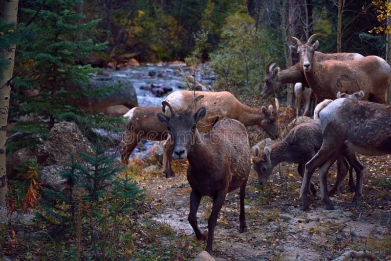 Goat River Bed Breakfast British Columbia Canada Herd Of Mountain Goats By A River Stock Photo - Image: 59963298