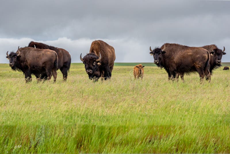 A herd of plains bison with baby calf in a pasture in Saskatchewan, Canada