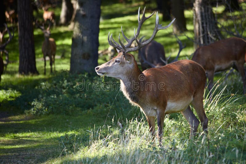 Herd of red deers