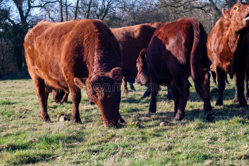 Herd of Red Dexter Cattle Eating Fodder Beet in Grassy Field Stock Photo -  Image of eating, field: 171873540
