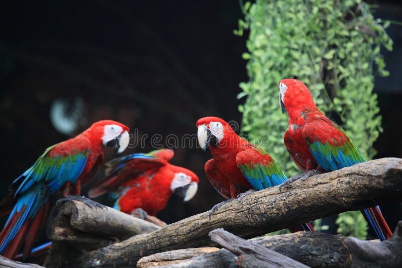 Herd of Red macaw parrots