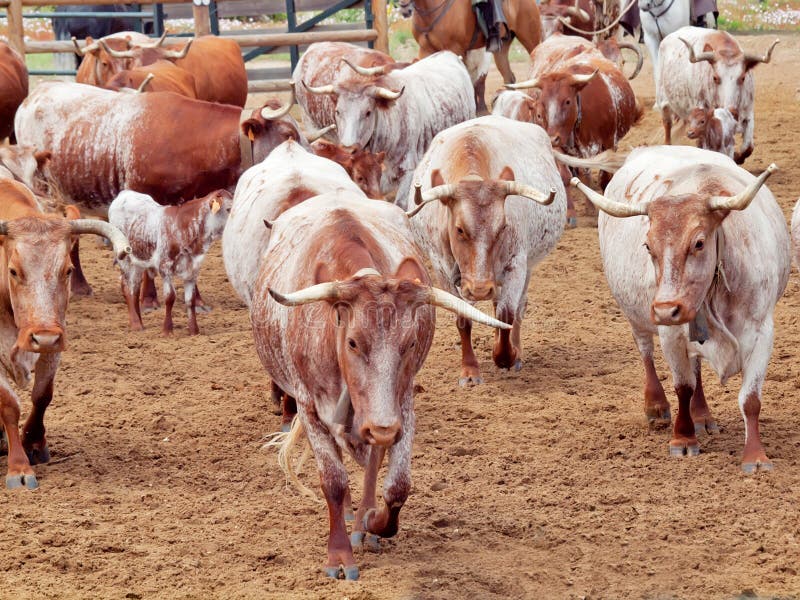 Spanish milk bull and cow stock photo. Image of spanish 25089964