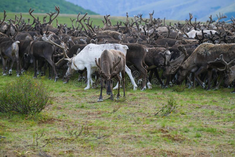 A herd of reindeer, cloudy August day. Yamal, Russia royalty free stock image A herd of reindeer, cloudy August day. Yamal, Russia royalty free stock image
