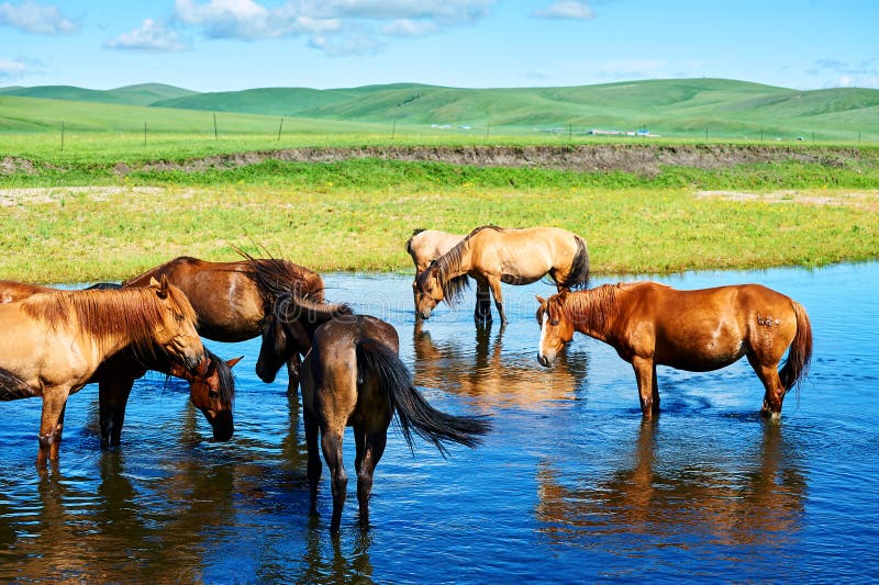 The herd in river of the summer grassland of Hulunbuir