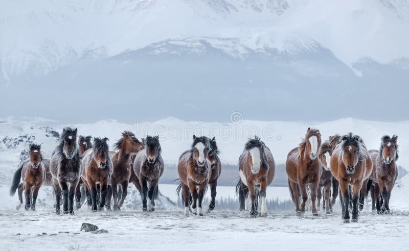 Herd Of Running Free Grazing Unsuited  Bay, Sorrel  Mongolian Horses With Fluttering Manes And Tails.Frost On The Skin.Frozen Re