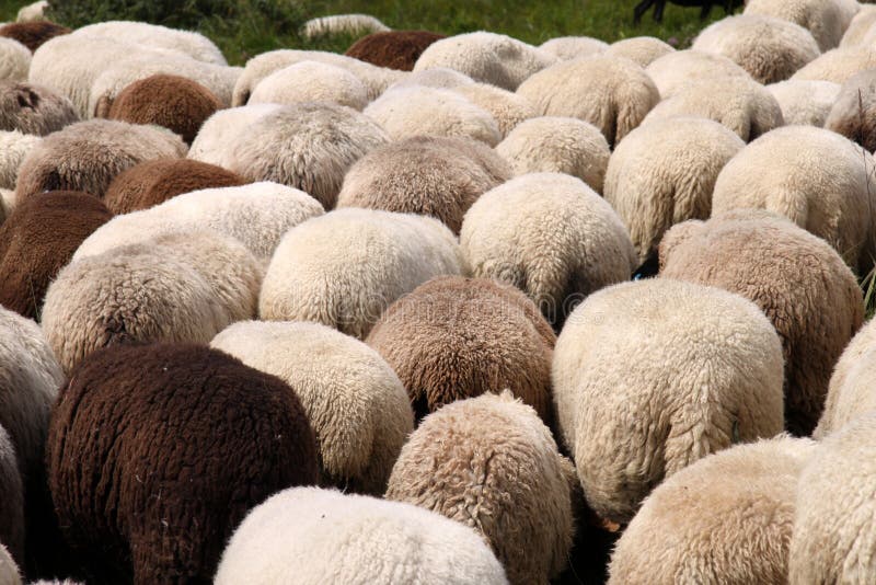 Herd of Sheep