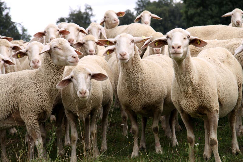 Herd of Sheep