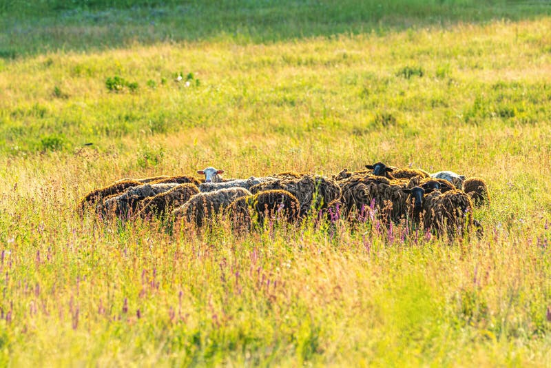 Herd of sheep on beautiful hills meadow