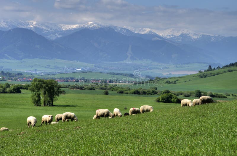 Stádo oviec na krásnej horskej lúke