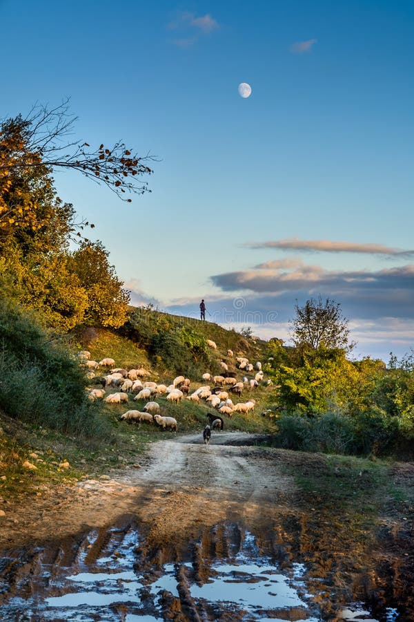 Herd of sheep on beautiful mountain meadow. Background with sheep, autumnal trees, green grass, blue sky, shepherd and country roa