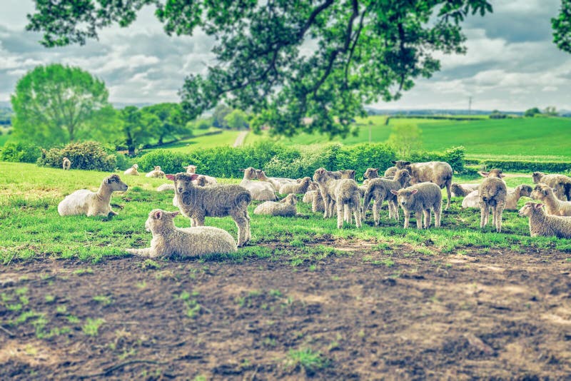 Herd of Sheep on Fresh Green Pasture