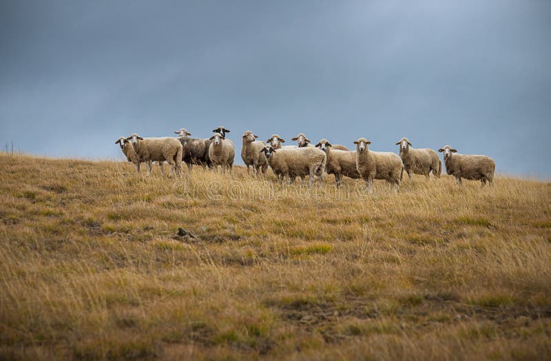 Herd of sheep