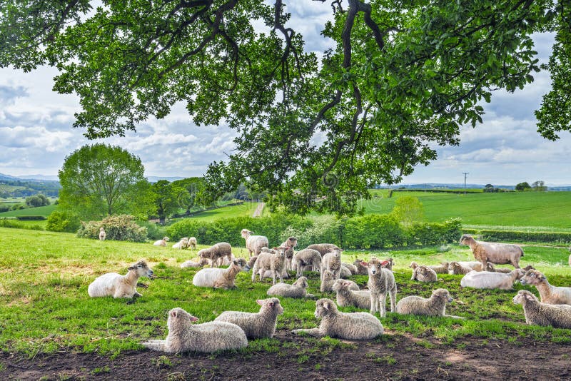 Herd of Sheep Under Tree Branches