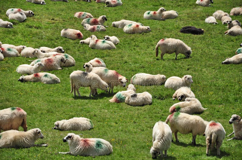 Herd of sheep in the mountains