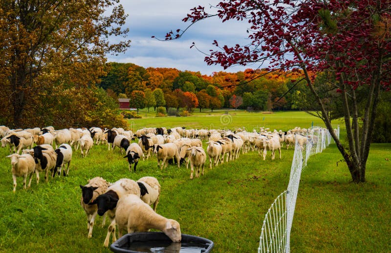 Herd of Sheep Moving Forward on a Farm Stock Image Image of livestock, nature 260727089