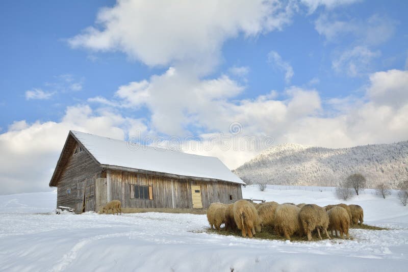 Herd of sheep skudde eating the hay meadow covered with snow stock photo Herd of sheep skudde eating the hay meadow covered with snow stock photo