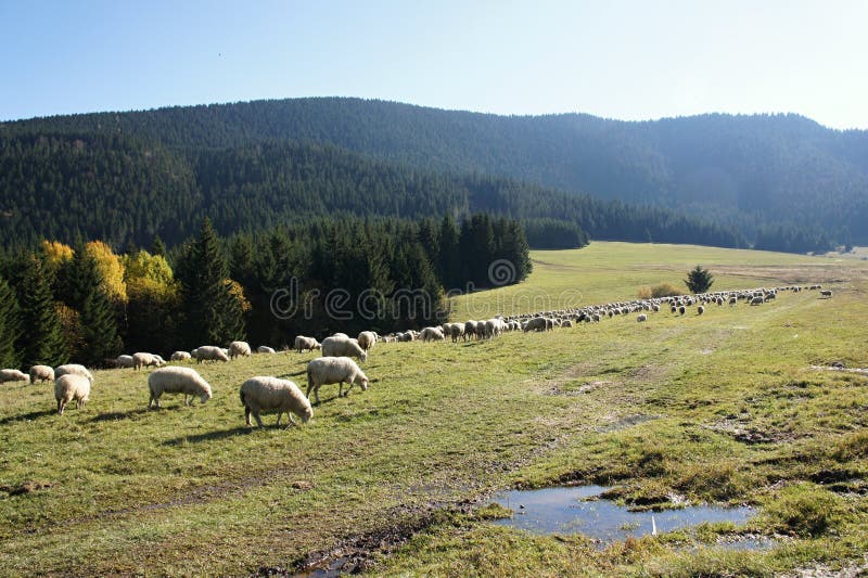 Herd of sheeps near Prosiecka valley, Liptov