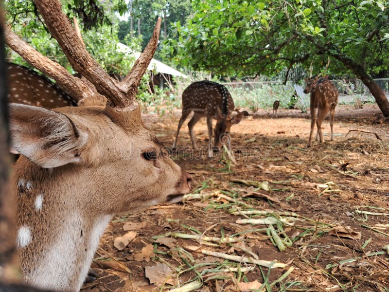 A herd of spotted deer & x28;Axis axis& x29; at Ragunan Zoo