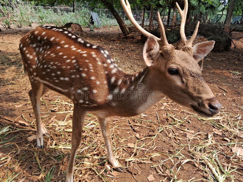 A herd of spotted deer & x28;Axis axis& x29; at Ragunan Zoo