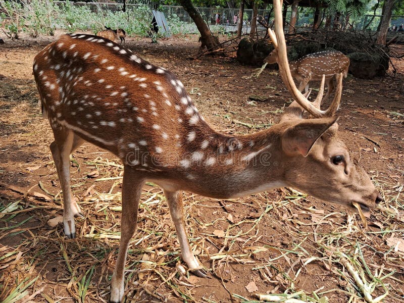 A herd of spotted deer & x28;Axis axis& x29; at Ragunan Zoo