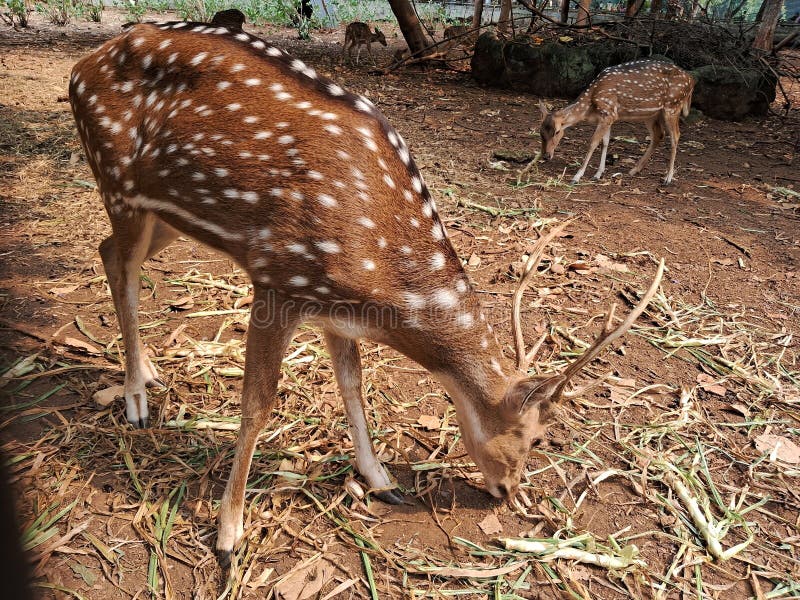 A herd of spotted deer & x28;Axis axis& x29; at Ragunan Zoo