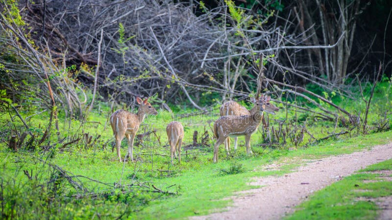 Herd of Sri Lankan axis deer grazing fresh grass at Udawalawe forest in the evening, Sri Lankan axis deer is also called as Ceylon spotted deer.