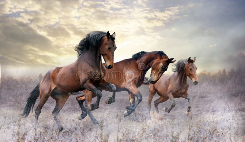 A herd of three horses jumps on the field in winter