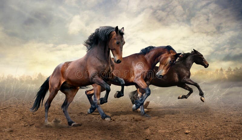 A herd of three horses jumps