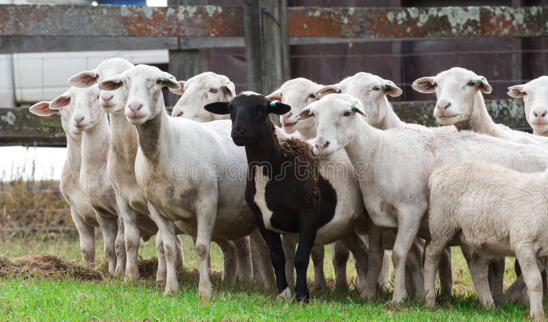 Herd of white farm sheep with one black sheep