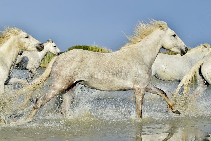 Herd of white horses running through water in sunset light.