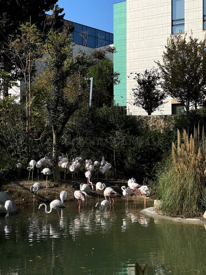A herd of white storks. Photos from the series Beautiful animals stock images.