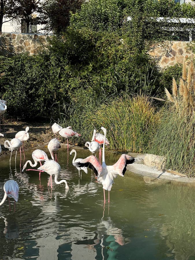 A herd of white storks. Photos from the series Beautiful animals royalty free stock photos.