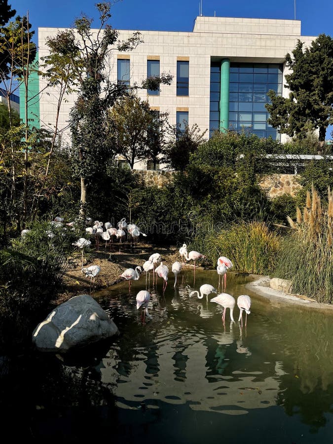 A herd of white storks. Photos from the series Beautiful animals royalty free stock images.