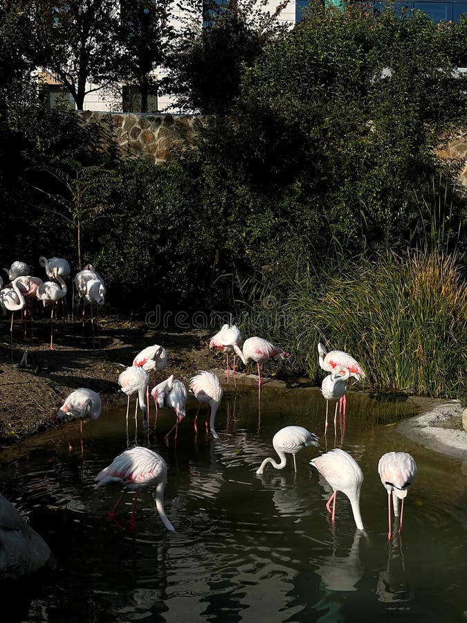 A herd of white storks. Photos from the series Beautiful animals stock photo.