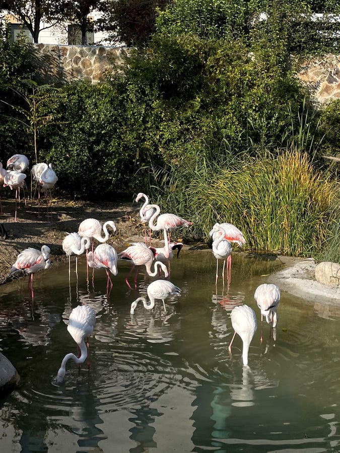 A herd of white storks. Photos from the series Beautiful animals royalty free stock image.