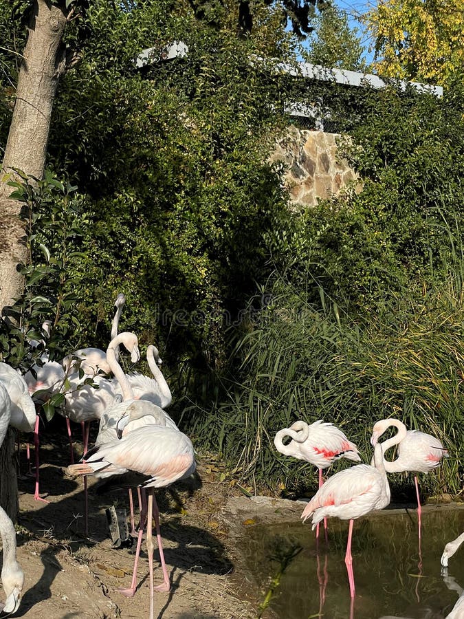 A herd of white storks. Photos from the series Beautiful animals royalty free stock photo.
