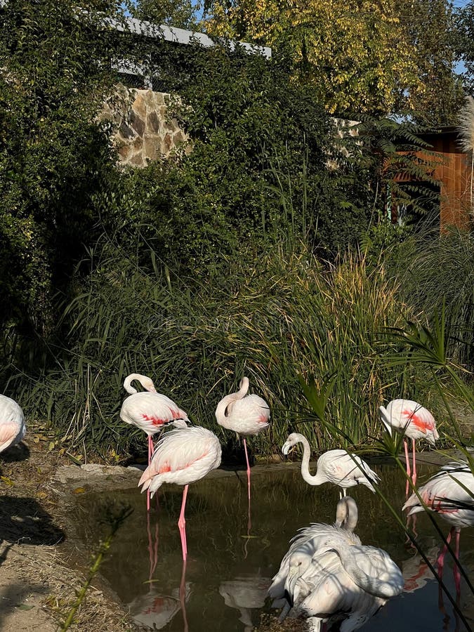 A herd of white storks. Photos from the series Beautiful animals royalty free stock images.