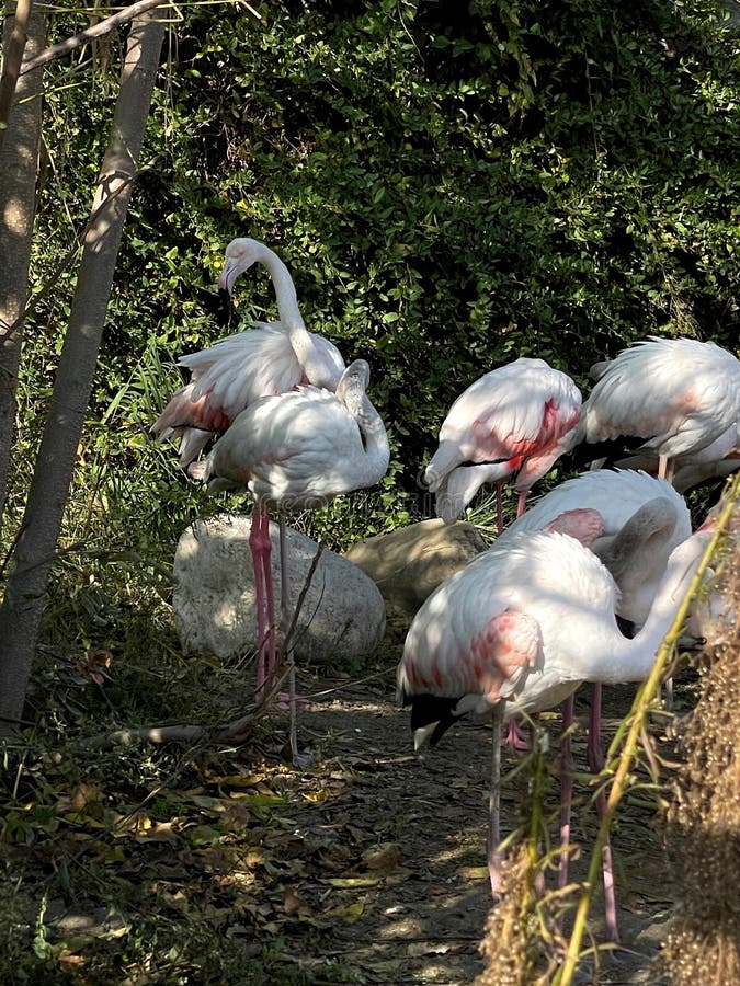 A herd of white storks. Photos from the series Beautiful animals stock photo.