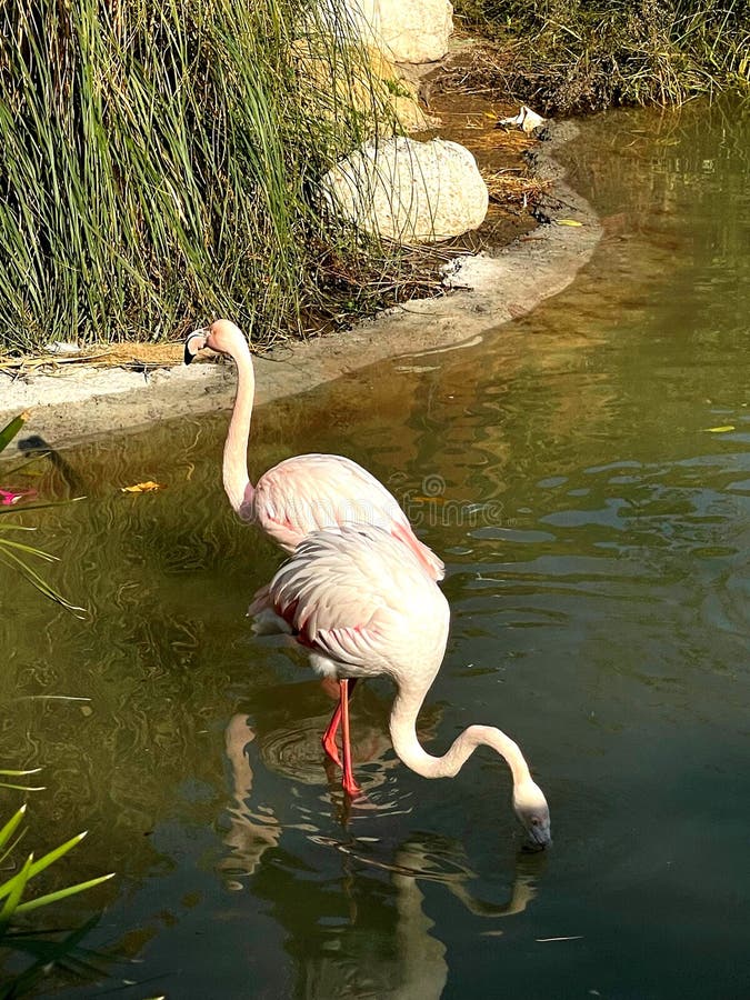 A herd of white storks. Photos from the series Beautiful animals royalty free stock photos.