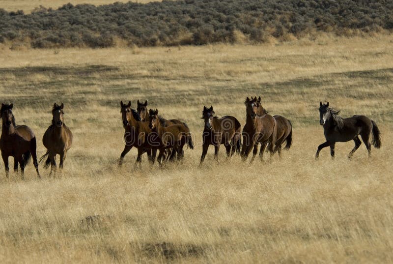 Herd of wild horses