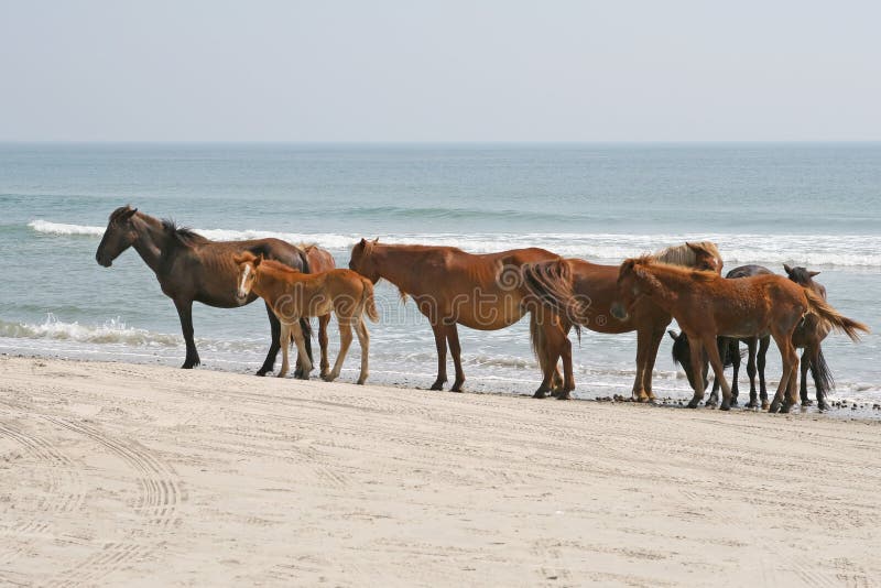 Herd of Wild Horses on Beach Stock Photo Image of background, summer